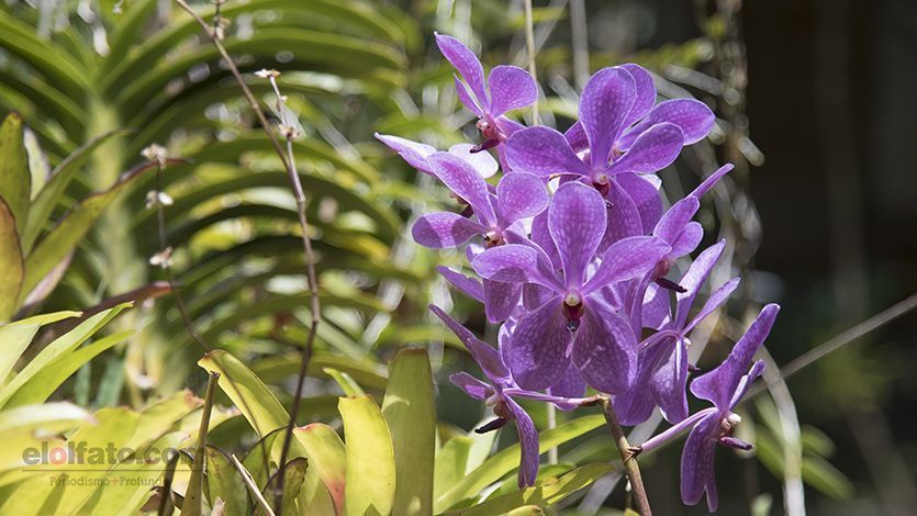 Orquidiario_10