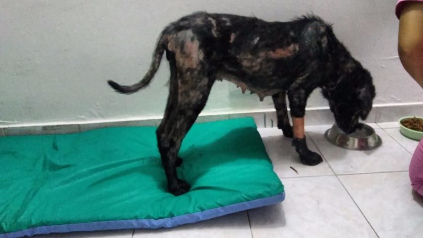 Perrita tabita 11-min