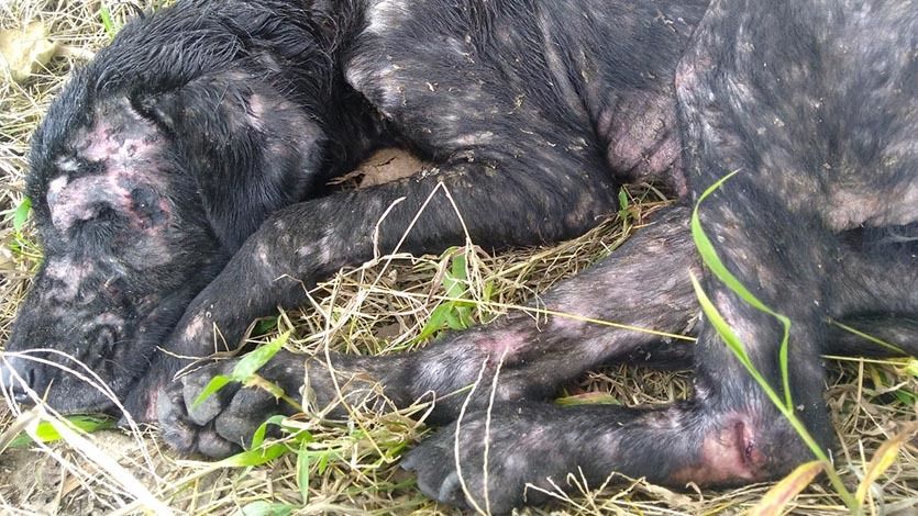 Perrita tabita 3-min