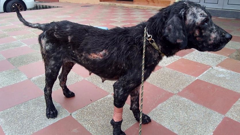 Perrita tabita 5-min