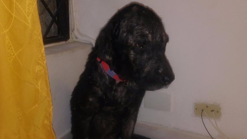 Perrita tabita 7-min