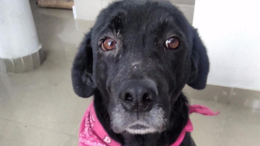 Perrita tabita 9-min